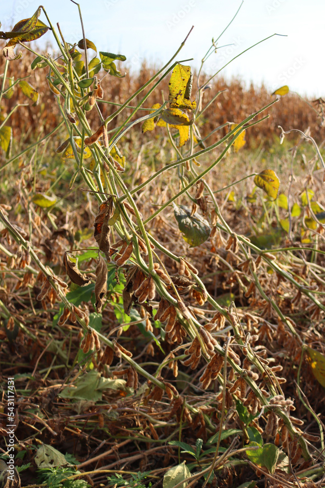 Dry yellow soy plant with soybean pods on autumn season. Agricultural soy field Dry yellow soy plant with soybean pods on autumn season. Agricultural soy field