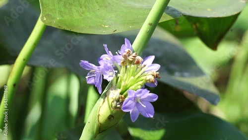 Pontederia vaginalis (heartshape false pickerelweed, oval-leafed pondweed, enceng sawang, wewehan) with a natural background. Each has six purple-blue tepals just over a centimeter long. photo