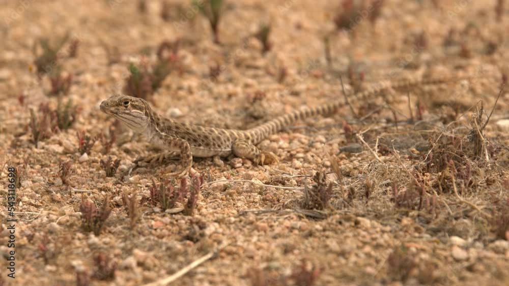 Long Nosed Leopard Lizard in Mojave Desert California USA Long Nosed Leopard Lizard in Mojave Desert California USA