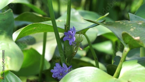 Pontederia vaginalis (heartshape false pickerelweed, oval-leafed pondweed, enceng sawang, wewehan) with a natural background. Each has six purple-blue tepals just over a centimeter long. photo