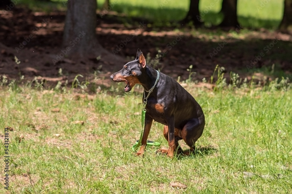 Beautiful doberman, sticking out his tongue, lies on the green grass