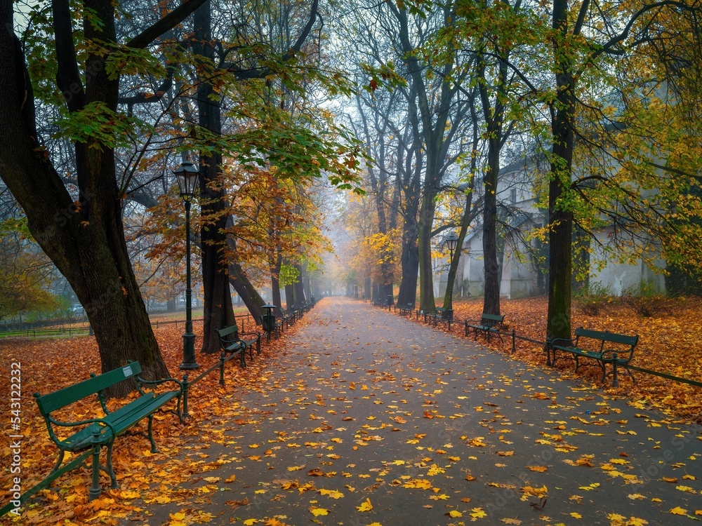 Kolorowa jesień na krakowskich plantach w mglisty poranek - obrazy, fototapety, plakaty 