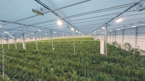 FPV drone view of huge indoor Industrial Greenhouse with flowers (roses). Flight inside a large number of green plants. There are many lamps in the greenhouse
