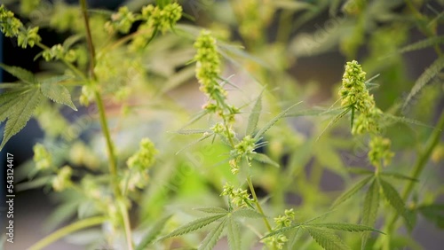 Cannabis flower male. Research studies on cannabis in the lab.