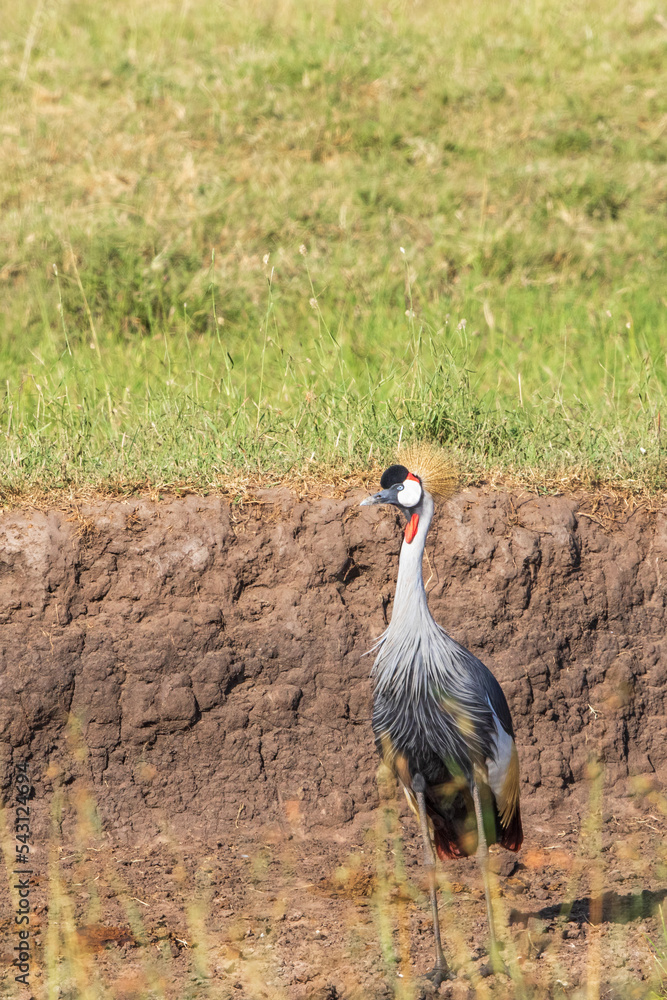 Fototapeta premium Grey crowned crane in the savanna