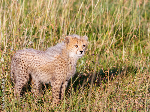 Close up of a young fuzzy Cheetah cub