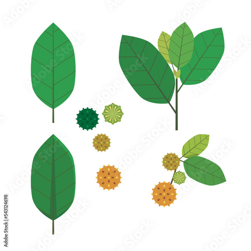 Kratom leaf