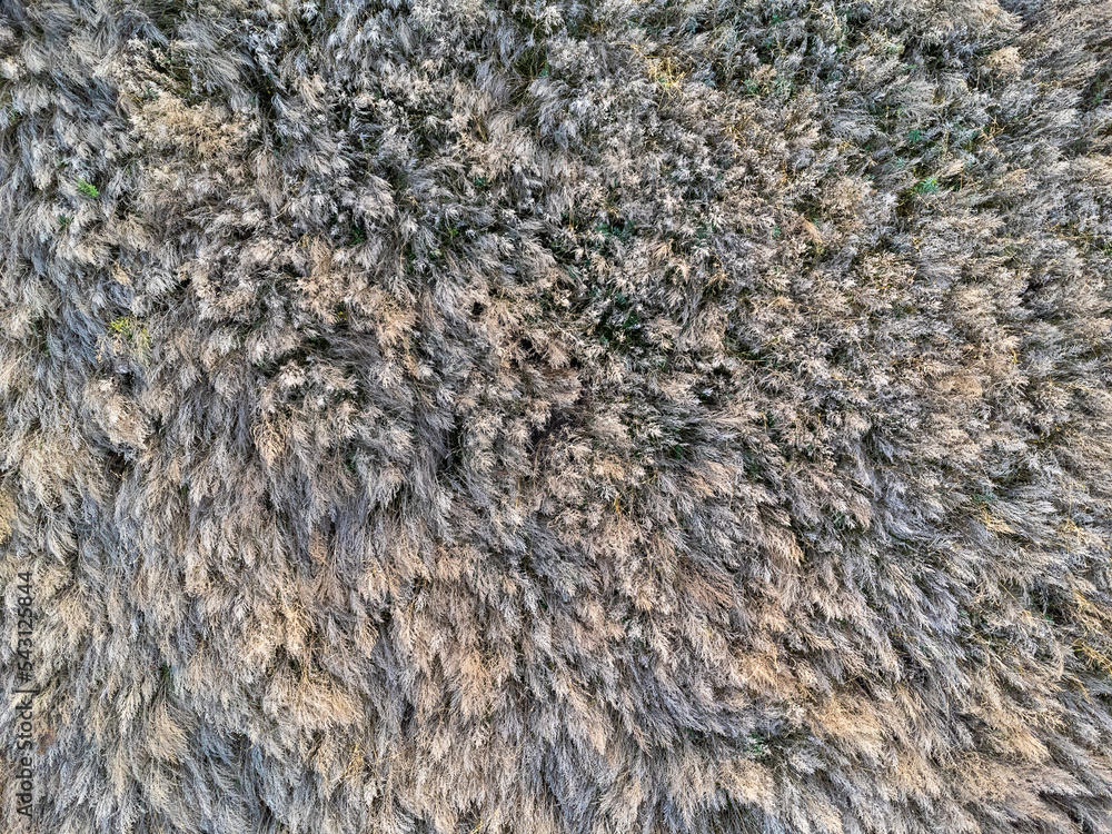 Background, nature. dry grasses, bushes, aerial view, drought, weed field, abstract, shades of gray.