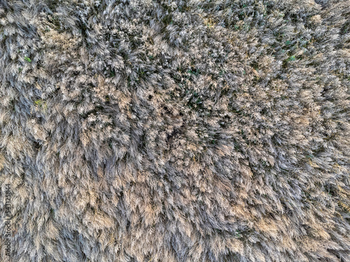 Background, nature. dry grasses, bushes, aerial view, drought, weed field, abstract, shades of gray.