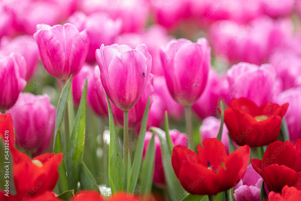 Field of Colorful Tulips in Bloom