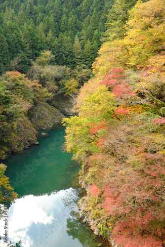 Wallpaper Mural 東京都奥多摩多摩川の紅葉 Torontodigital.ca