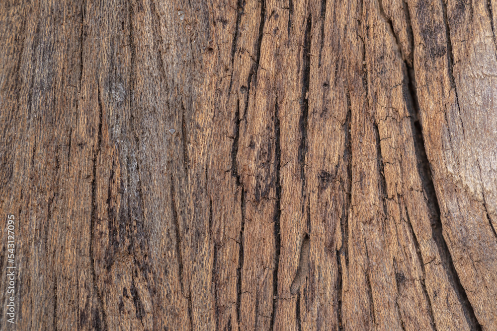 Wood texture background Wood texture background