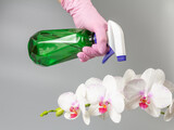 Woman spraying phalaenopsis orchid flowers with spray bottle. Taking care of home plants.