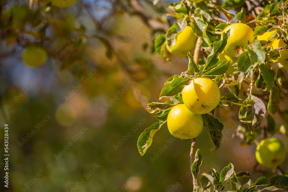 Harvest of apples on a plantation in the garden. Fruit trees with apples. Ripe fruits on the branches of a tree. Gardening in agriculture. Harvest of apples on a plantation in the garden. Fruit trees with apples. Ripe fruits on the branches of a tree. Gardening in agriculture.