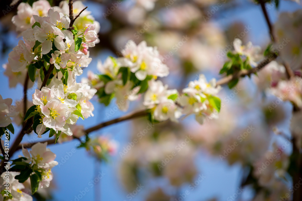 White flowers bloom in the trees. Spring landscape with blooming sakura tree. Beautiful blooming garden on a sunny day. Copy space for text.