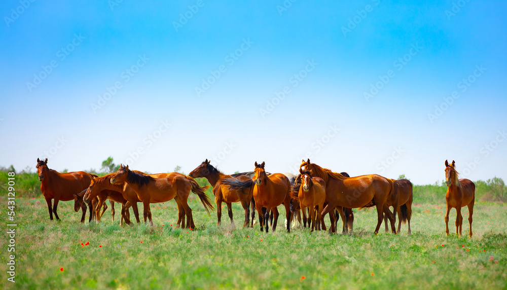 A herd of horses graze in the meadow in summer and spring, the concept of cattle breeding, with space for text. A herd of horses graze in the meadow in summer and spring, the concept of cattle breeding, with space for text.