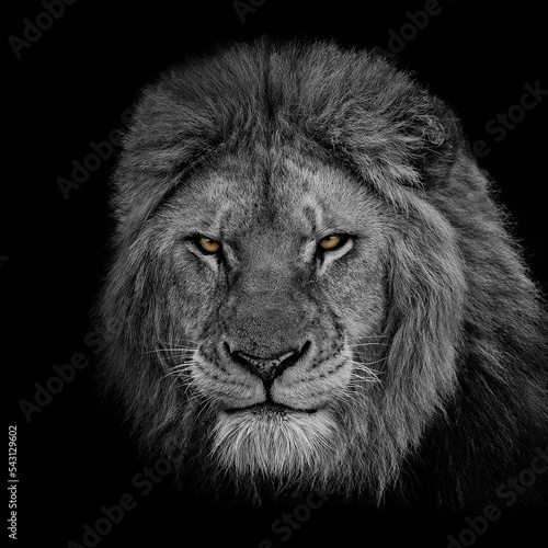 lion head portrait in black & white