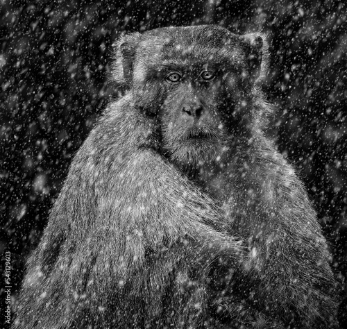 black & white portrait of a monkey in snow
