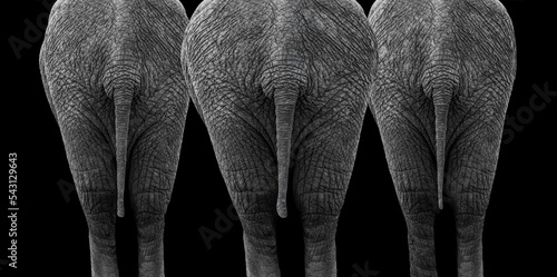 Back side view of three elephants in black & white