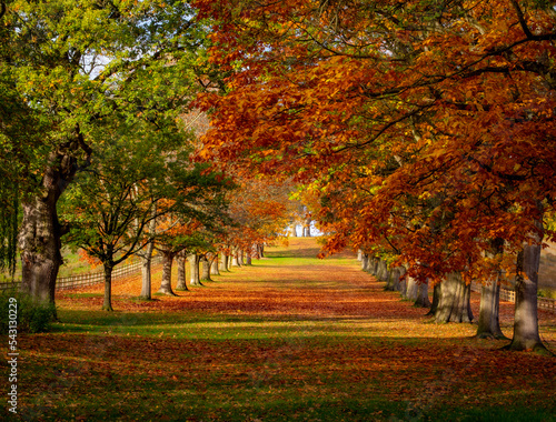 autumn in the park