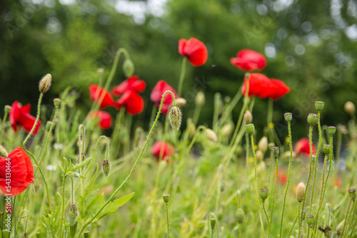 Blooming red poppy on a green meadow. Summer.