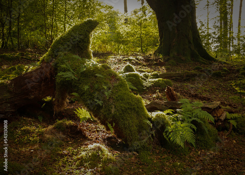 tree in the forest