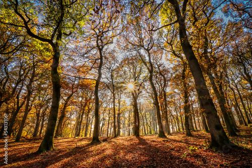Fototapeta Naklejka Na Ścianę i Meble -  autumn in the forest 
