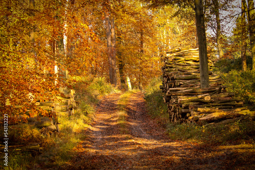 autumn in the forest