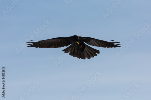 close-up flying alpine chough bird (pyrrhocorax graculus)