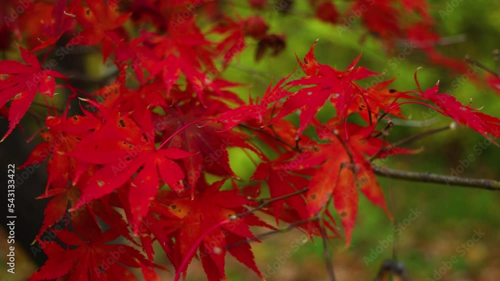 japanese red maple, acer palmatum red flash japanese red maple, acer palmatum red flash