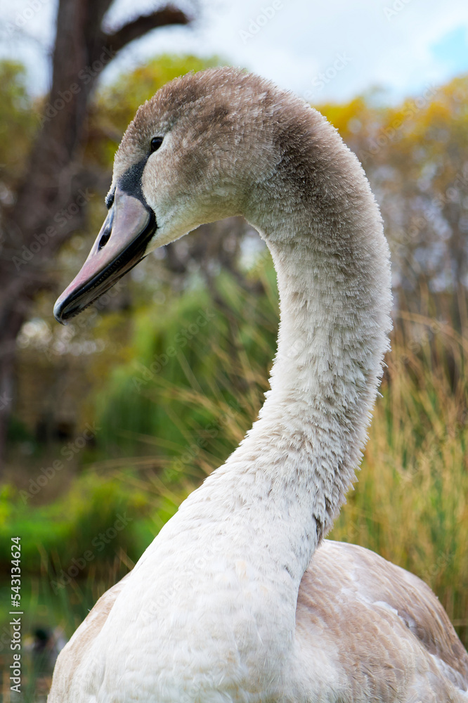 Fototapeta premium portrait of a young gray swan on the park background