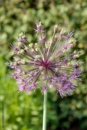 Ail, Allium jesdianum ' Akbupak' photo