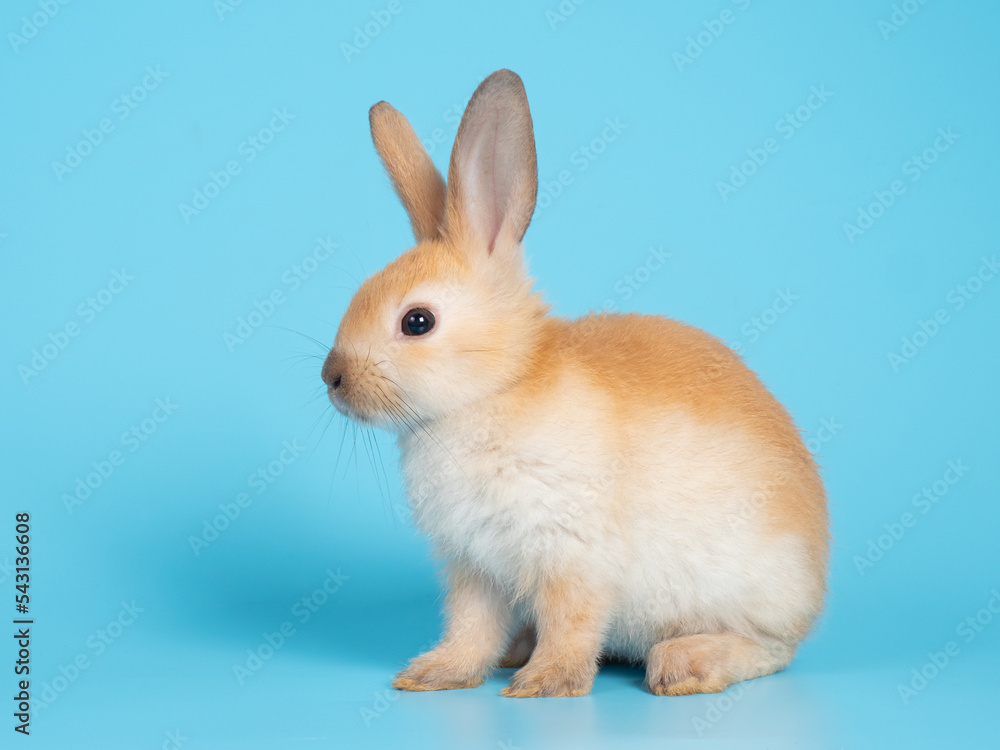 Side view of baby orange rabbit sitting on blue background. Lovely action of rabbit.