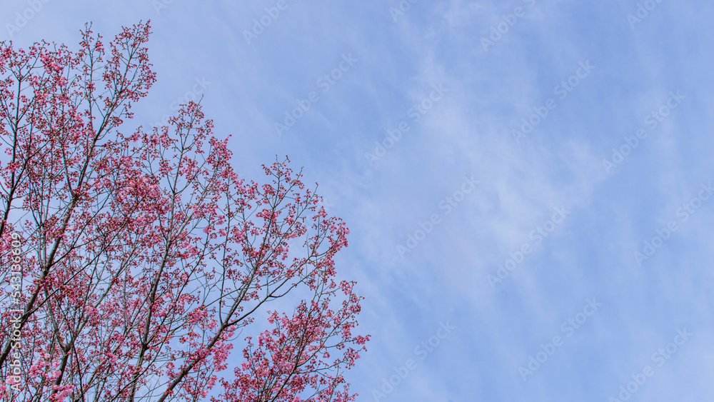 Beautiful cherry blossoms in the Japan Sakura in full bloom Spring season Natural scenery Background material Image