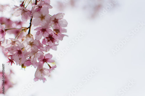                   Beautiful cherry blossoms in the Japan Sakura in full bloom Spring season Natural scenery Background material Image