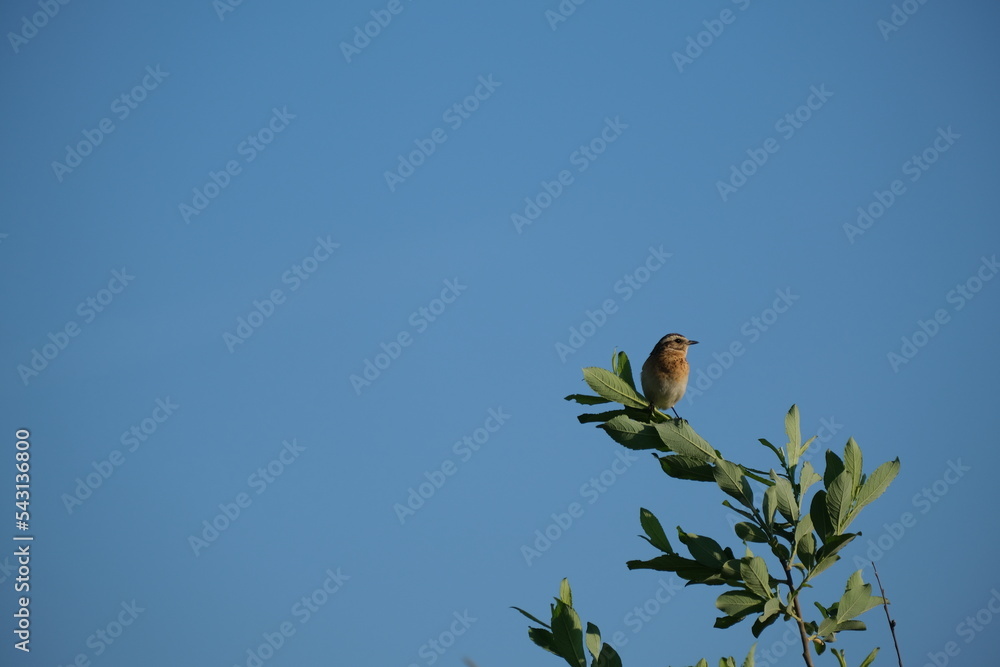 Whinchat bird on a branch in the wild Whinchat bird on a branch in the wild