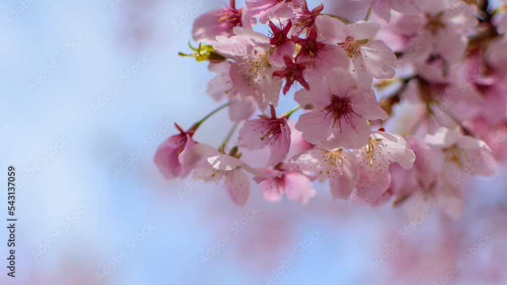 Beautiful cherry blossoms in the Japan Sakura in full bloom Spring season Natural scenery Background material Image、桜　満開の桜と青空