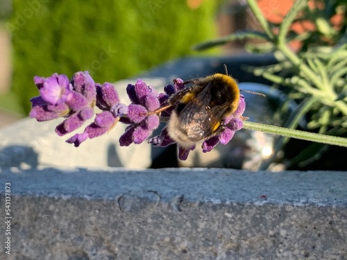 Hummel
