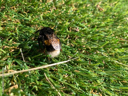 Hummel