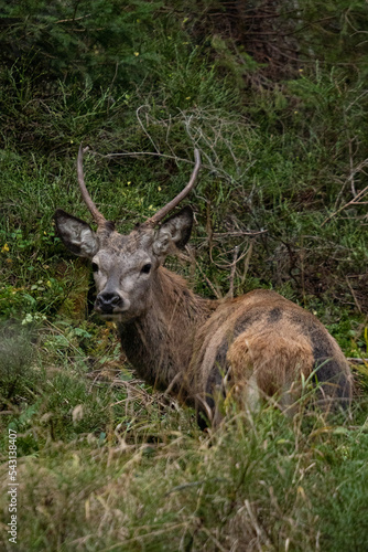 Beautifiul deer in the forest