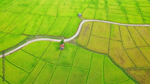 4K Aerial view of agriculture in rice fields for cultivation. green and yellow rice field waving in the wind, rice plants growing. Agricultural Industry in Chiang Mai Province, Northern Thailand
 photo