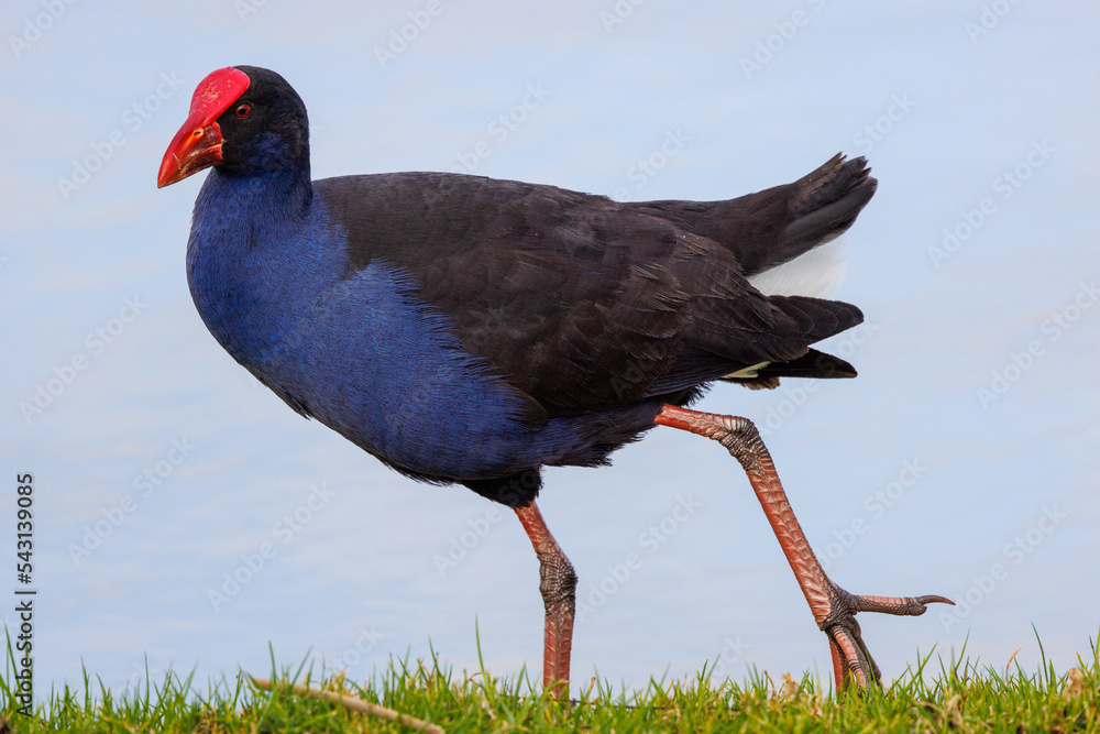 Western Swamphen on a lake shore, Mildura region, Australia Western Swamphen on a lake shore, Mildura region, Australia