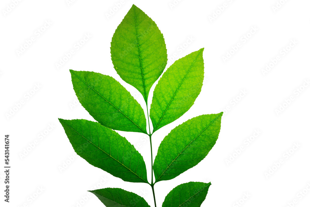 branch of green bush with green leaves isolate
