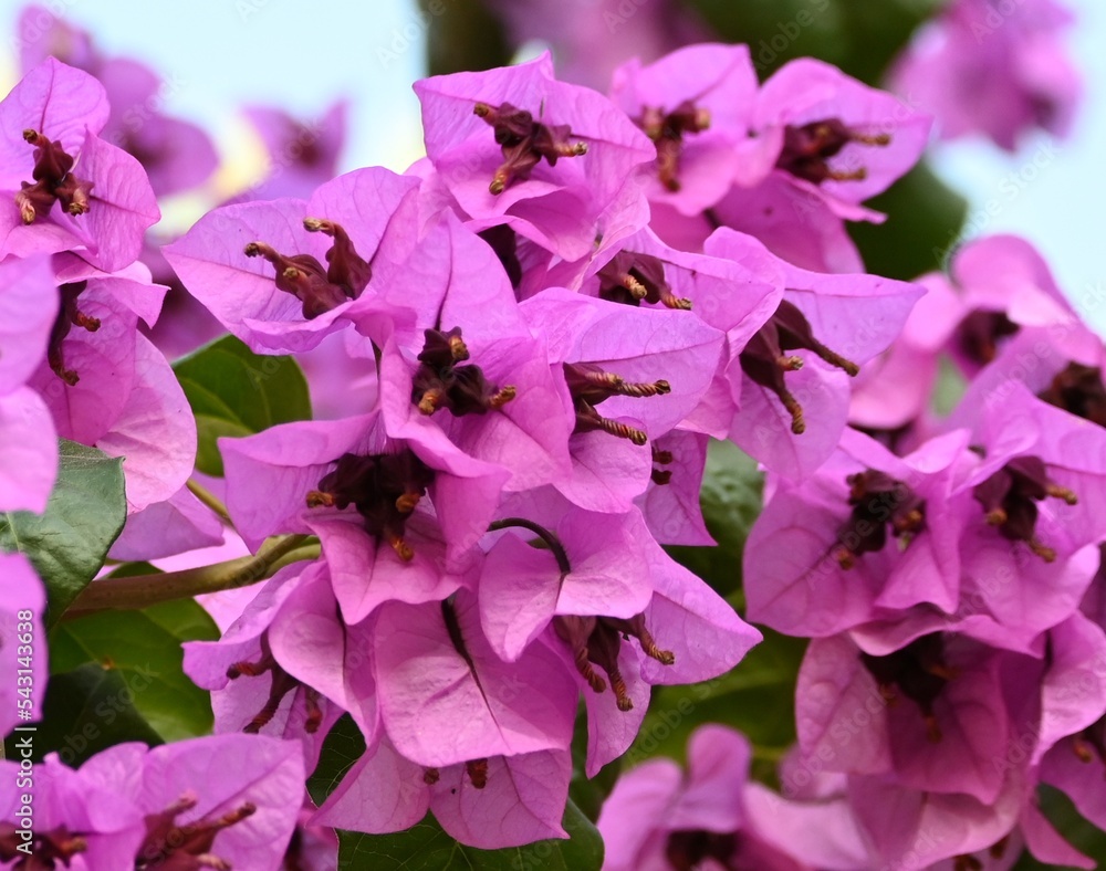 Fondo con detalle y textura de varias flores de tonos fucsia suave, con vegetación de fondo Fondo con detalle y textura de varias flores de tonos fucsia suave, con vegetación de fondo