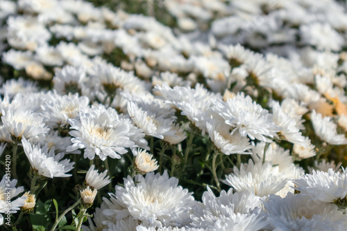 White tender flowers blooming  sunny close-up. Chrysanthemums  chrysanths autumn flowerbed with blurred background