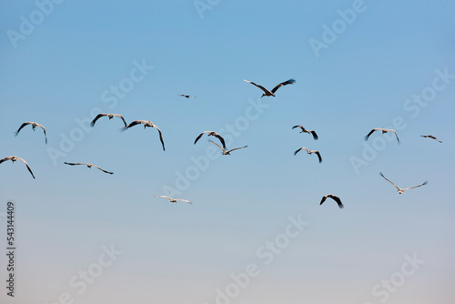 Several storks flying under blue skies. Animal wildlife. Nature