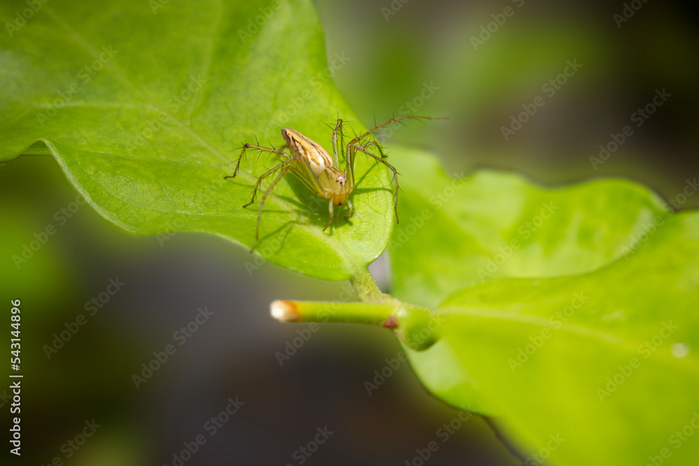 Naklejka premium Lynx Spider on a green leaf. a species of Spider.