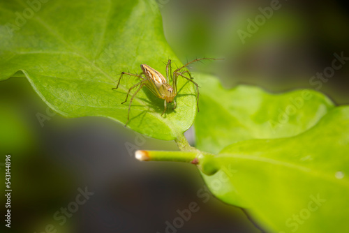 Lynx Spider on a green leaf. a species of Spider.
