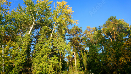 Wallpaper Mural Hohe Bäume Torontodigital.ca