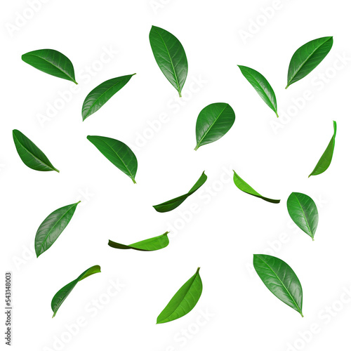 Fototapeta Green leaves movement falling flow 3d rendering illustration background png file
